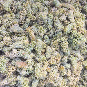 Riesling grapes